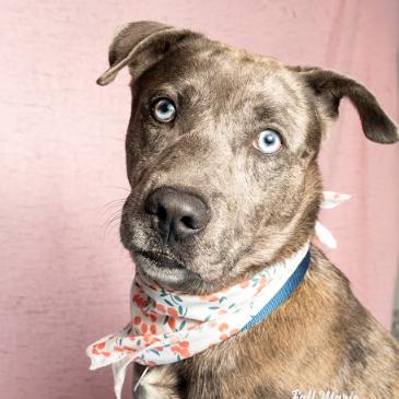 Enlarge Joe, a Adoptable mixed breed in Brookfield, WI image 1/4