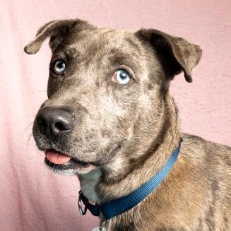 Enlarge Joe, a Adoptable mixed breed in Brookfield, WI image 2/4