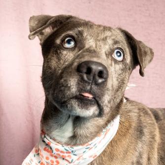 Enlarge Joe, a Adoptable mixed breed in Brookfield, WI image 3/4