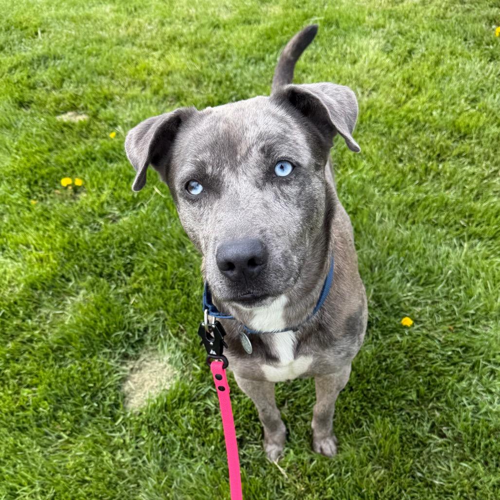 Enlarge Joe, a Adoptable mixed breed in Brookfield, WI image 4/4