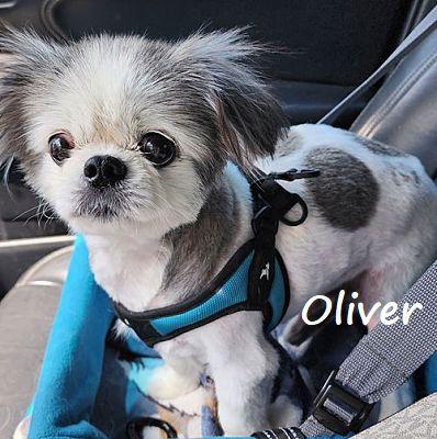Oliver #Velcro-dog, Adopted, Senior Male Pekingese.