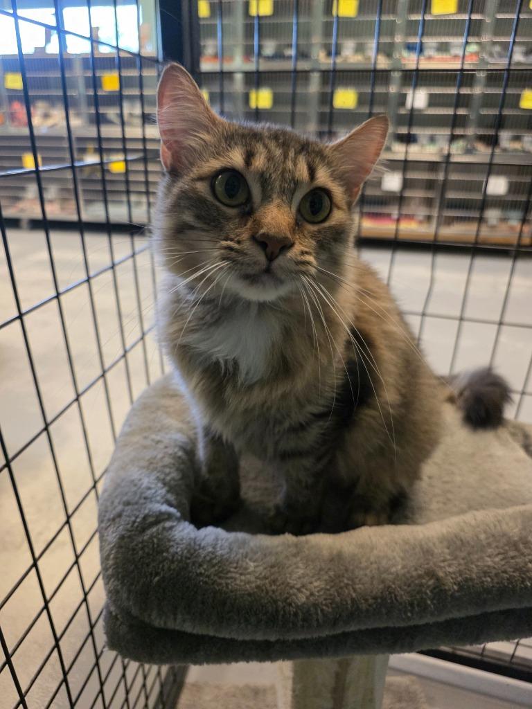 Enlarge Hollaback Girl, a Adoptable mixed breed in Fort Mill, SC image 1/3