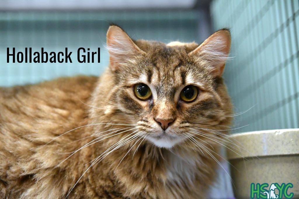 Enlarge Hollaback Girl, a Adoptable mixed breed in Fort Mill, SC image 2/3