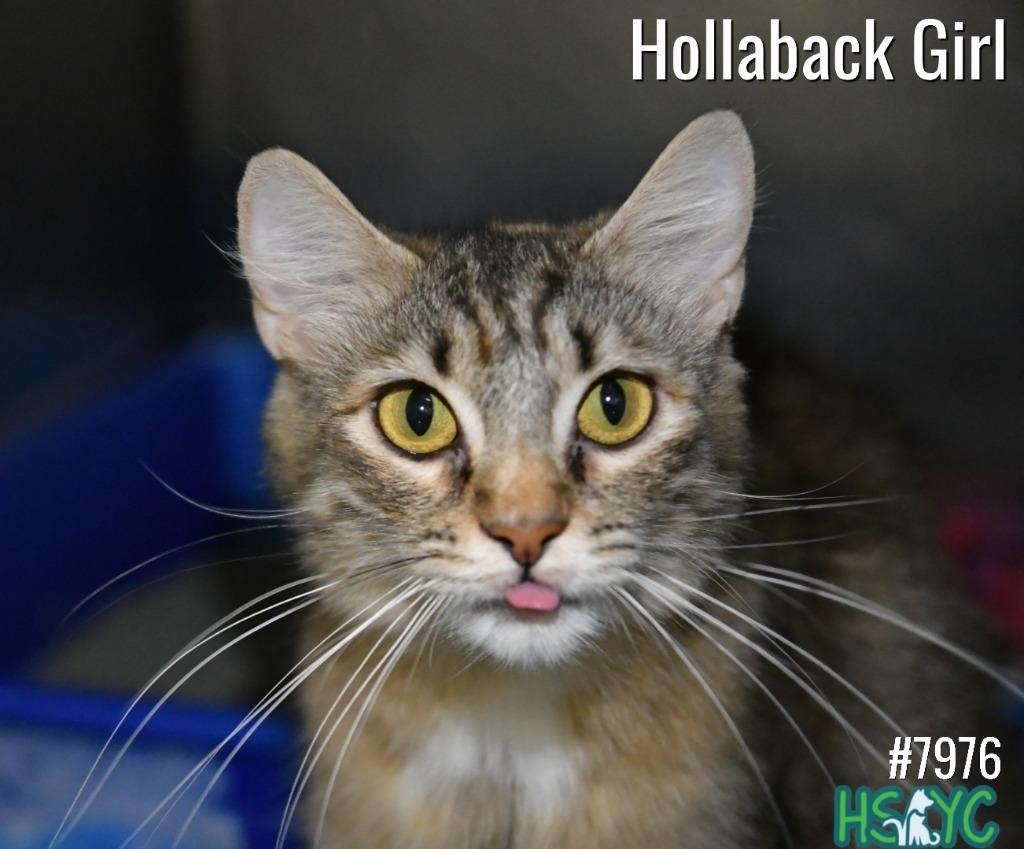 Enlarge Hollaback Girl, a Adoptable mixed breed in Fort Mill, SC image 3/3