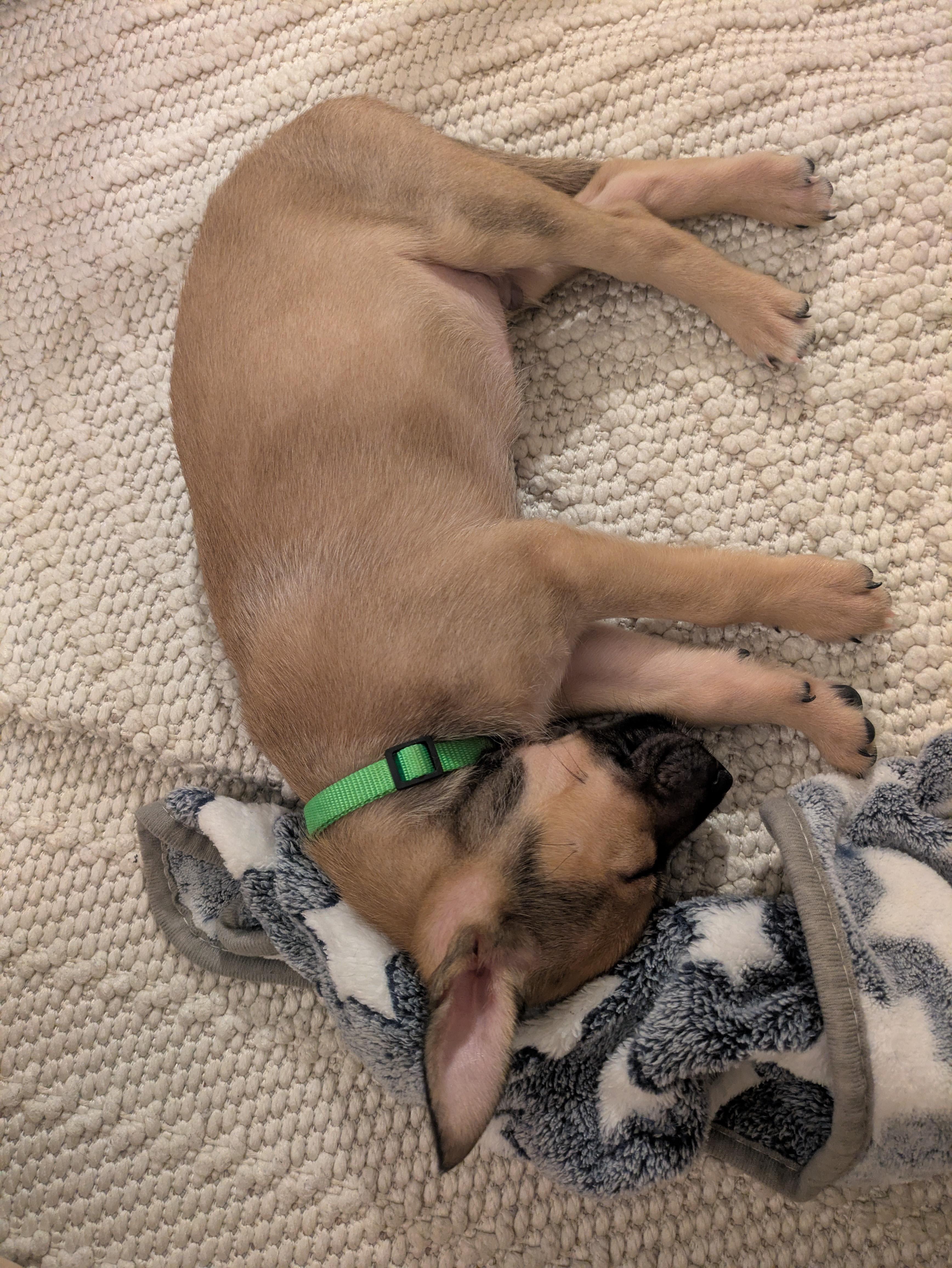 Enlarge Elton John, a ADOPTABLE mixed breed in West Hollywood, CA image 2/5