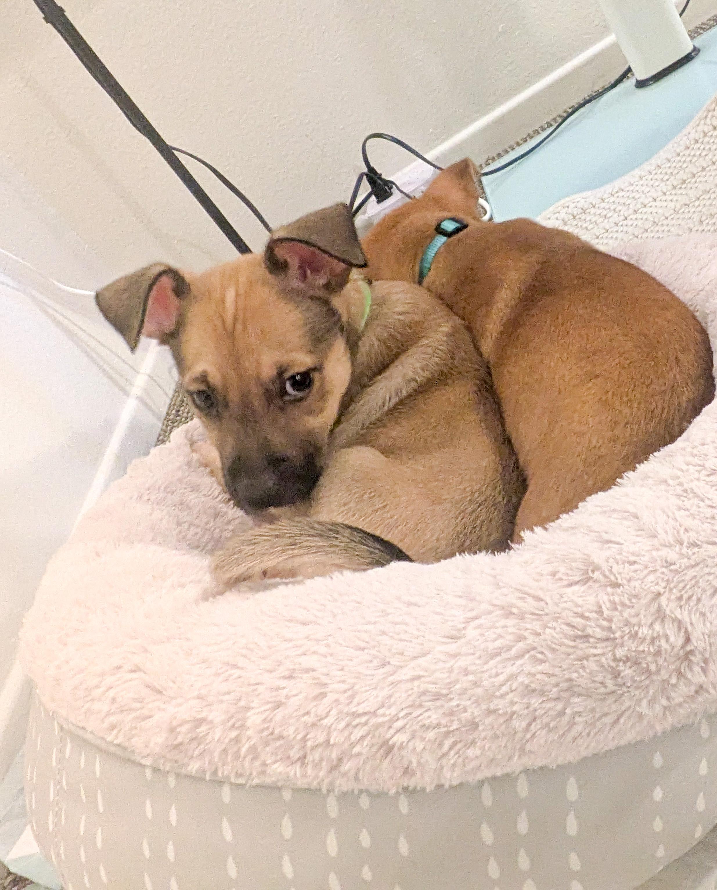 Enlarge Elton John, a ADOPTABLE mixed breed in West Hollywood, CA image 4/5