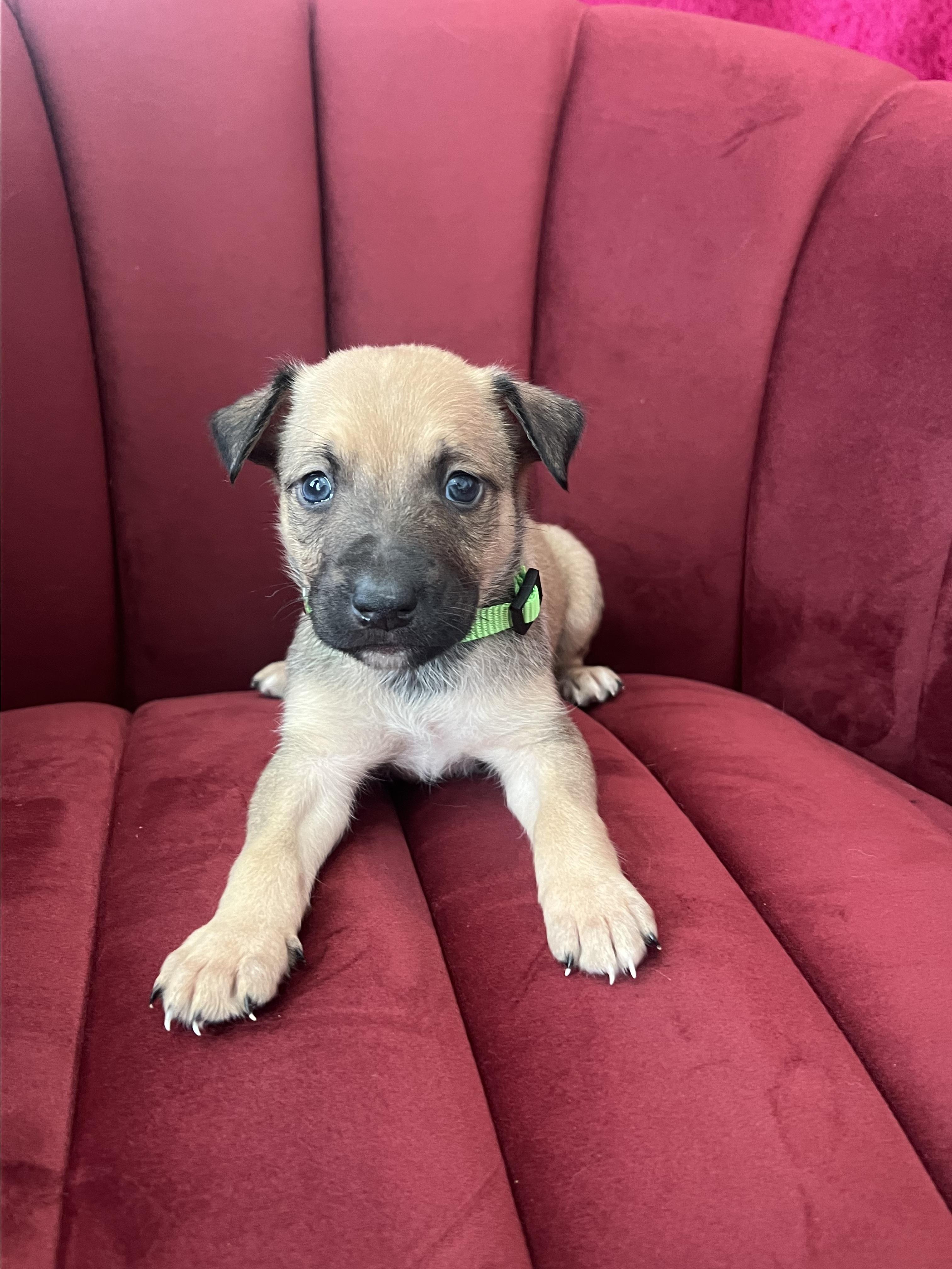 Elton John, ADOPTABLE, Puppy Male Cattle Dog & German Shepherd Dog.