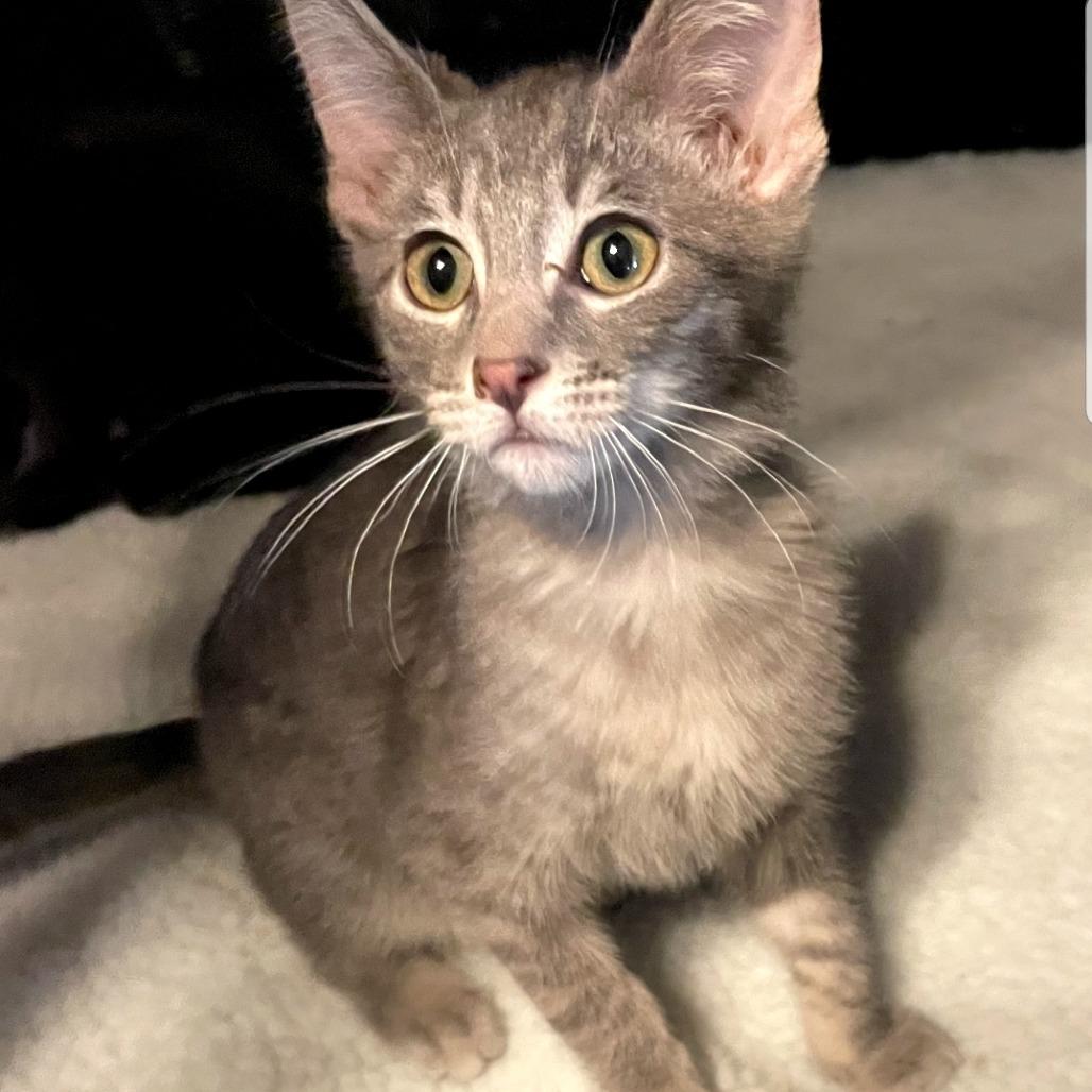 Enlarge Jackie, a Adoptable Domestic Short Hair in Chatsworth, CA image 1/1