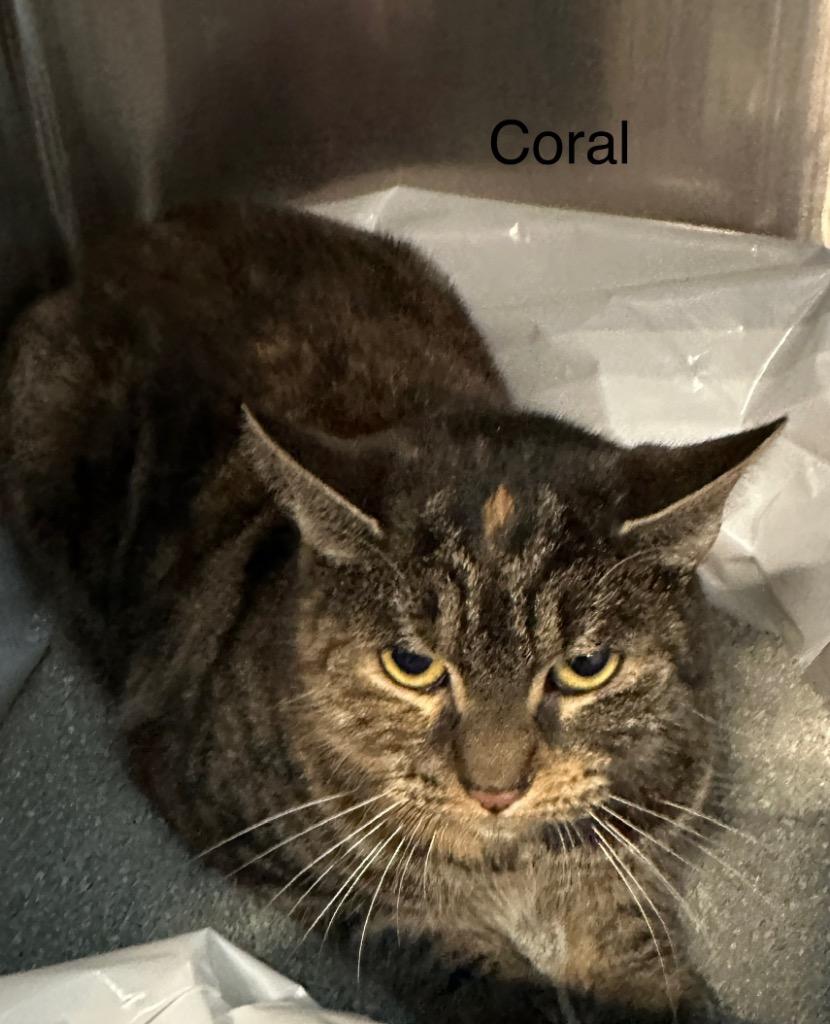 Enlarge Coral, a Adoptable mixed breed in Ewing, NJ image 1/2