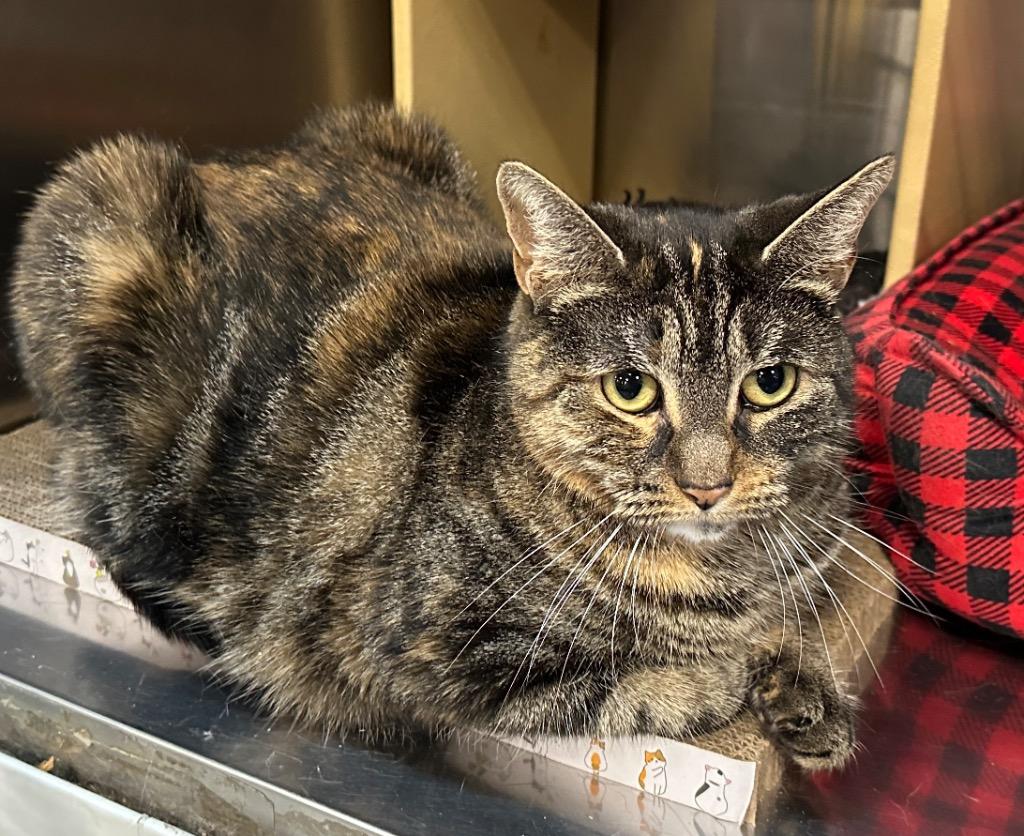 Enlarge Coral, a Adoptable mixed breed in Ewing, NJ image 2/2