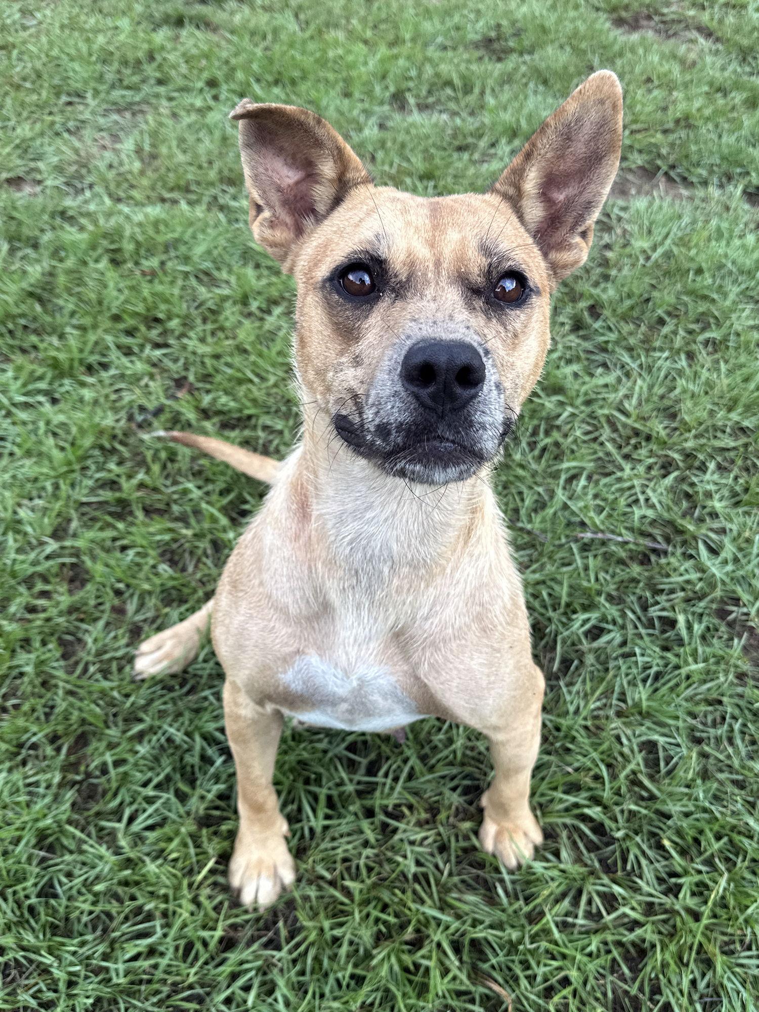 Emma, a Adoptable Mixed Breed in Eastman, GA image 1/3