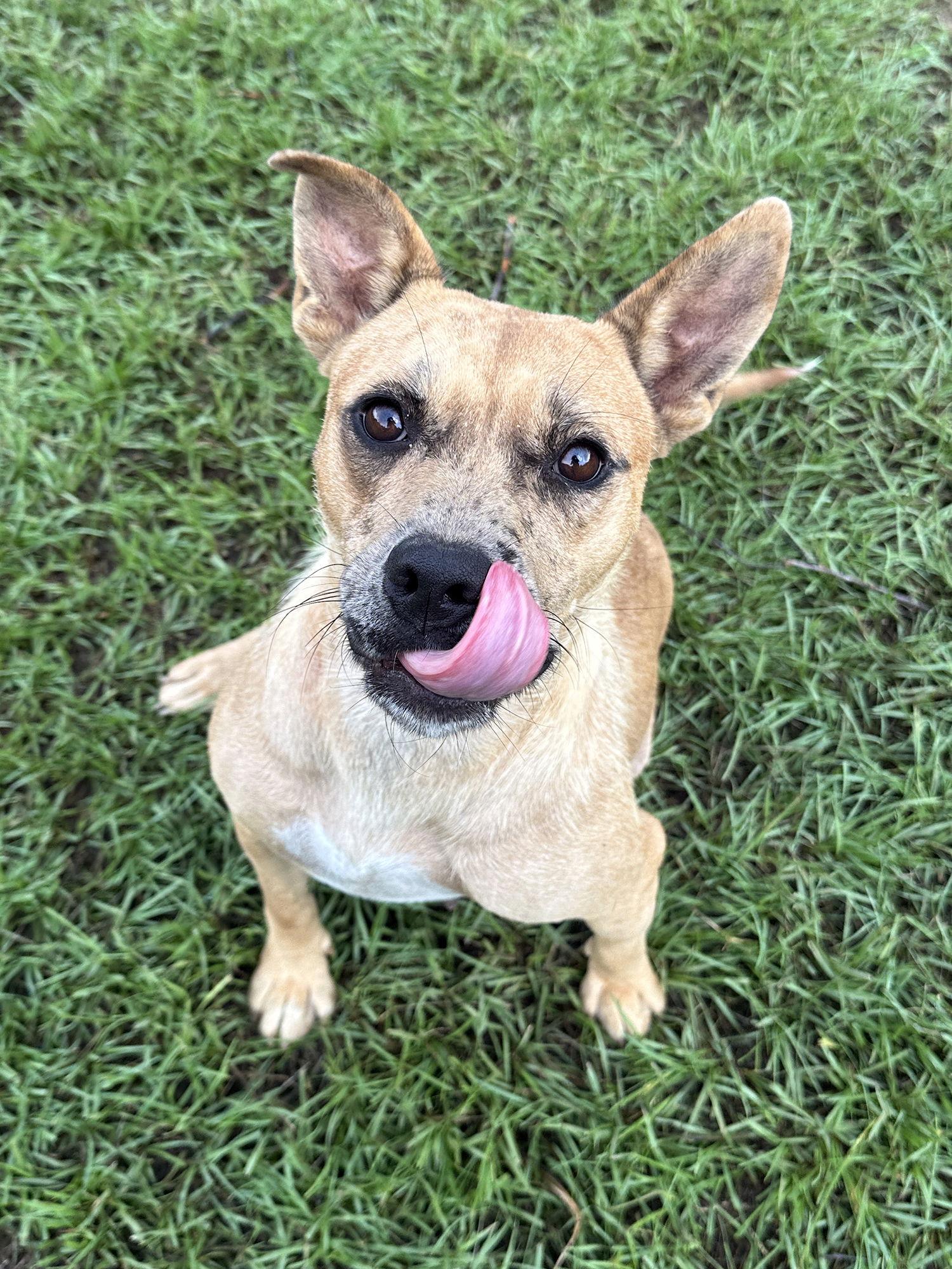 Emma, a Adoptable Mixed Breed in Eastman, GA image 2/3