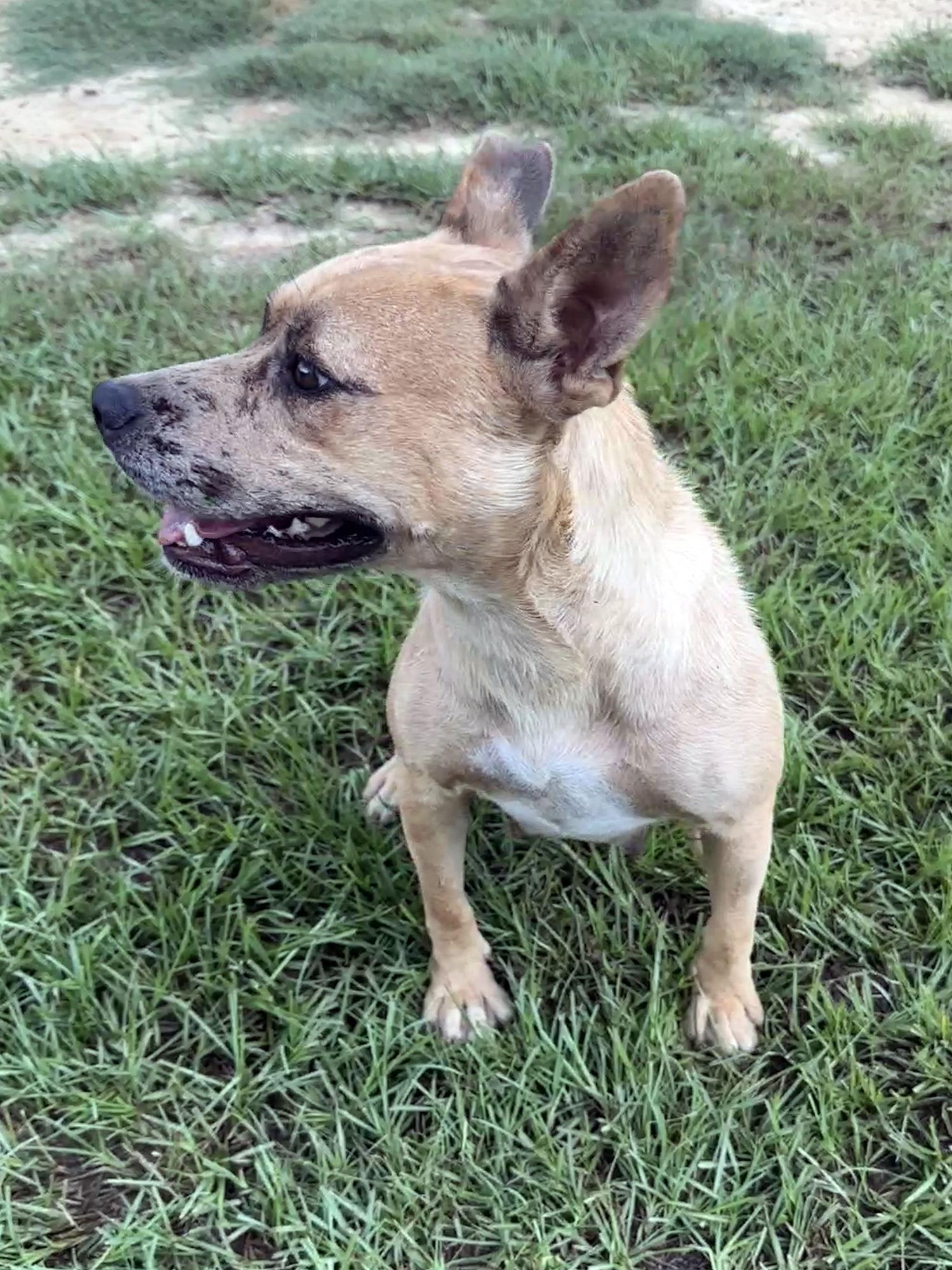 Emma, a Adoptable Mixed Breed in Eastman, GA image 3/3