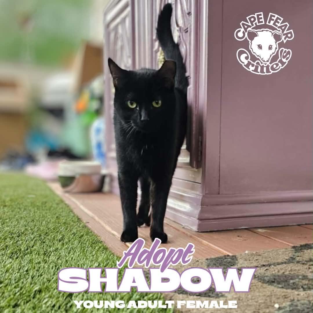 Shadow, ADOPTABLE, Young Female Domestic Short Hair.