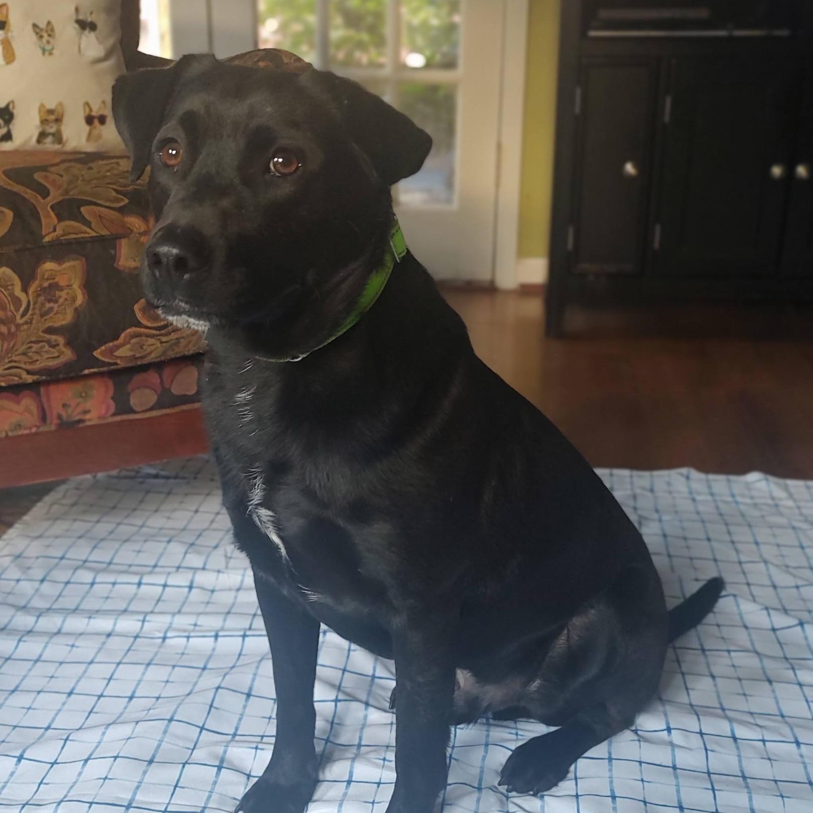 Enlarge Dash, a ADOPTABLE mixed breed in North Jackson, OH image 1/4