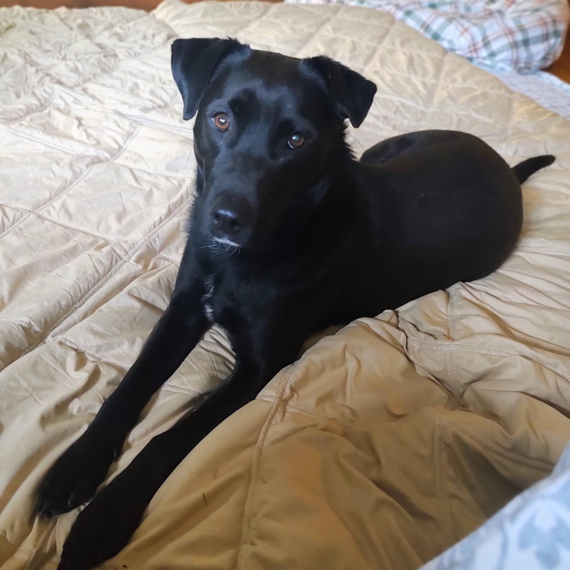 Enlarge Dash, a ADOPTABLE mixed breed in North Jackson, OH image 3/4