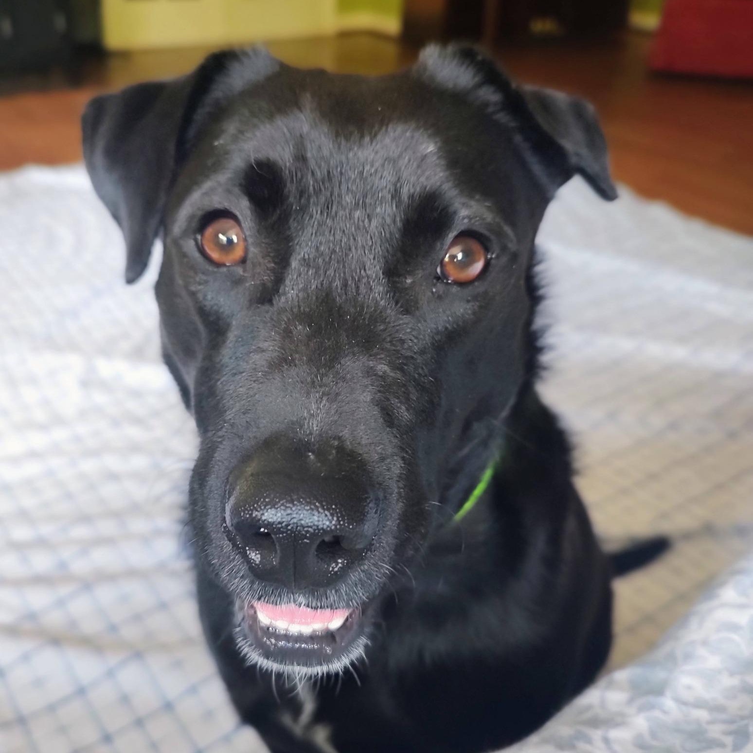 Enlarge Dash, a ADOPTABLE mixed breed in North Jackson, OH image 4/4