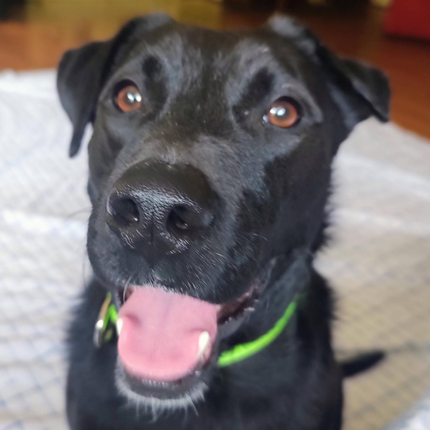 Enlarge Dash, a ADOPTABLE mixed breed in North Jackson, OH image 2/4