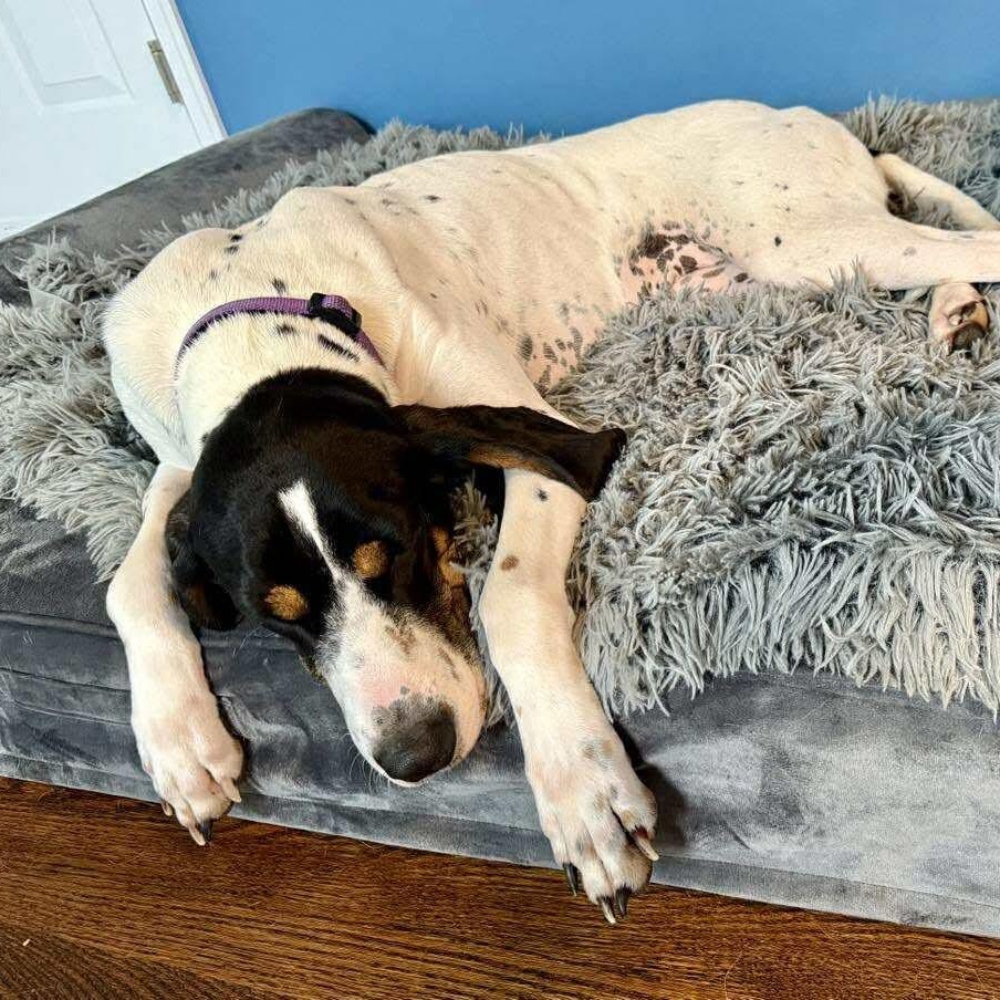 Baylee, a ADOPTABLE Coonhound in Syracuse, NY image 1/6