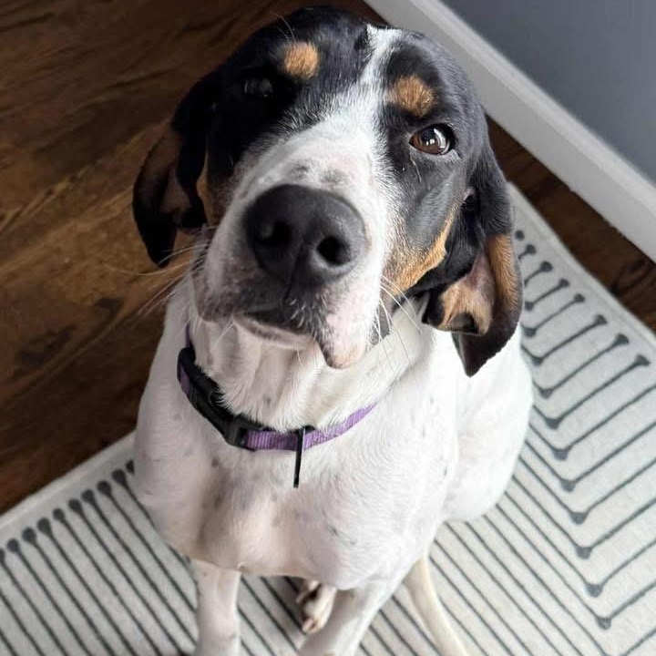 Enlarge Baylee, a ADOPTABLE Coonhound in Syracuse, NY image 1/6