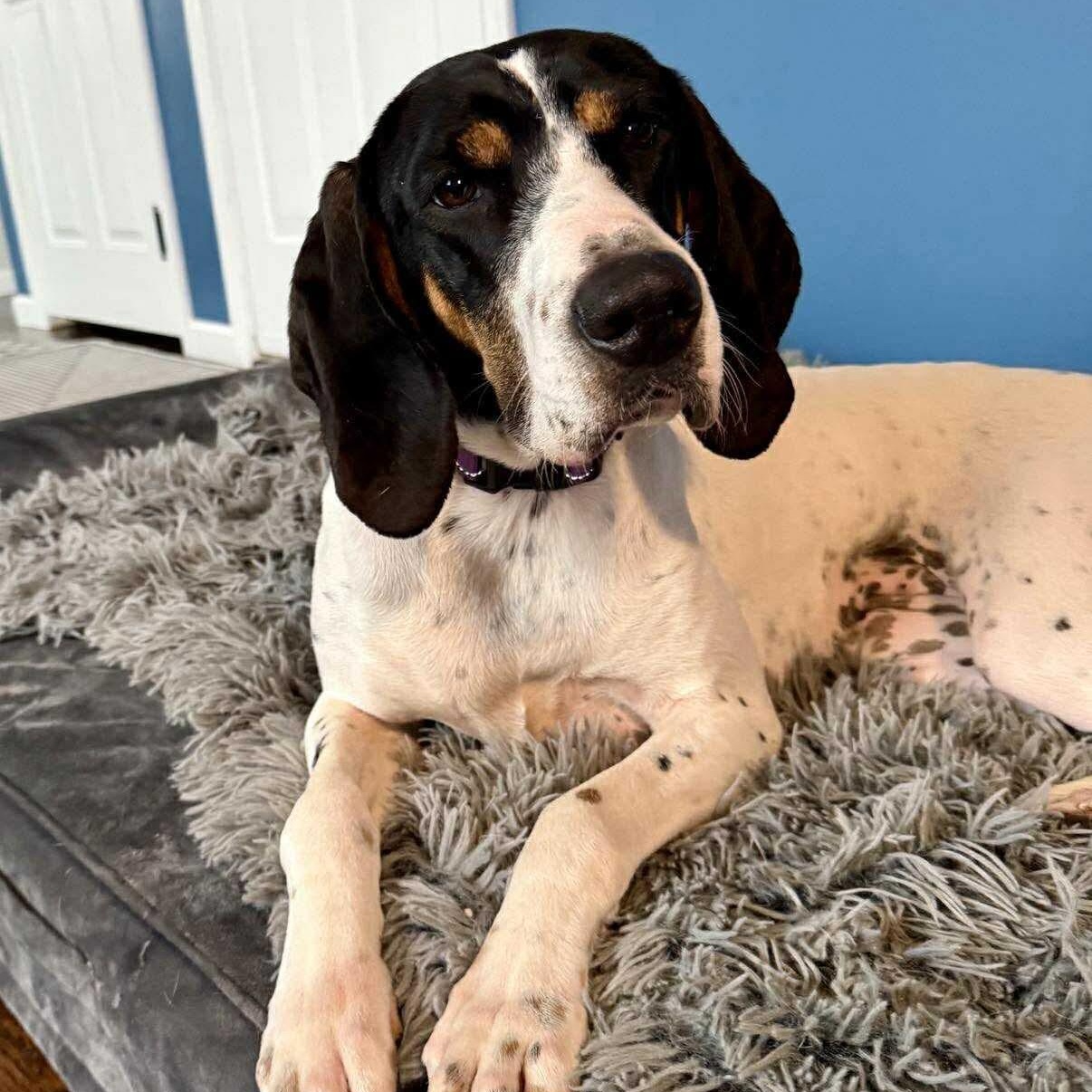 Baylee, a ADOPTABLE Coonhound in Syracuse, NY image 3/6