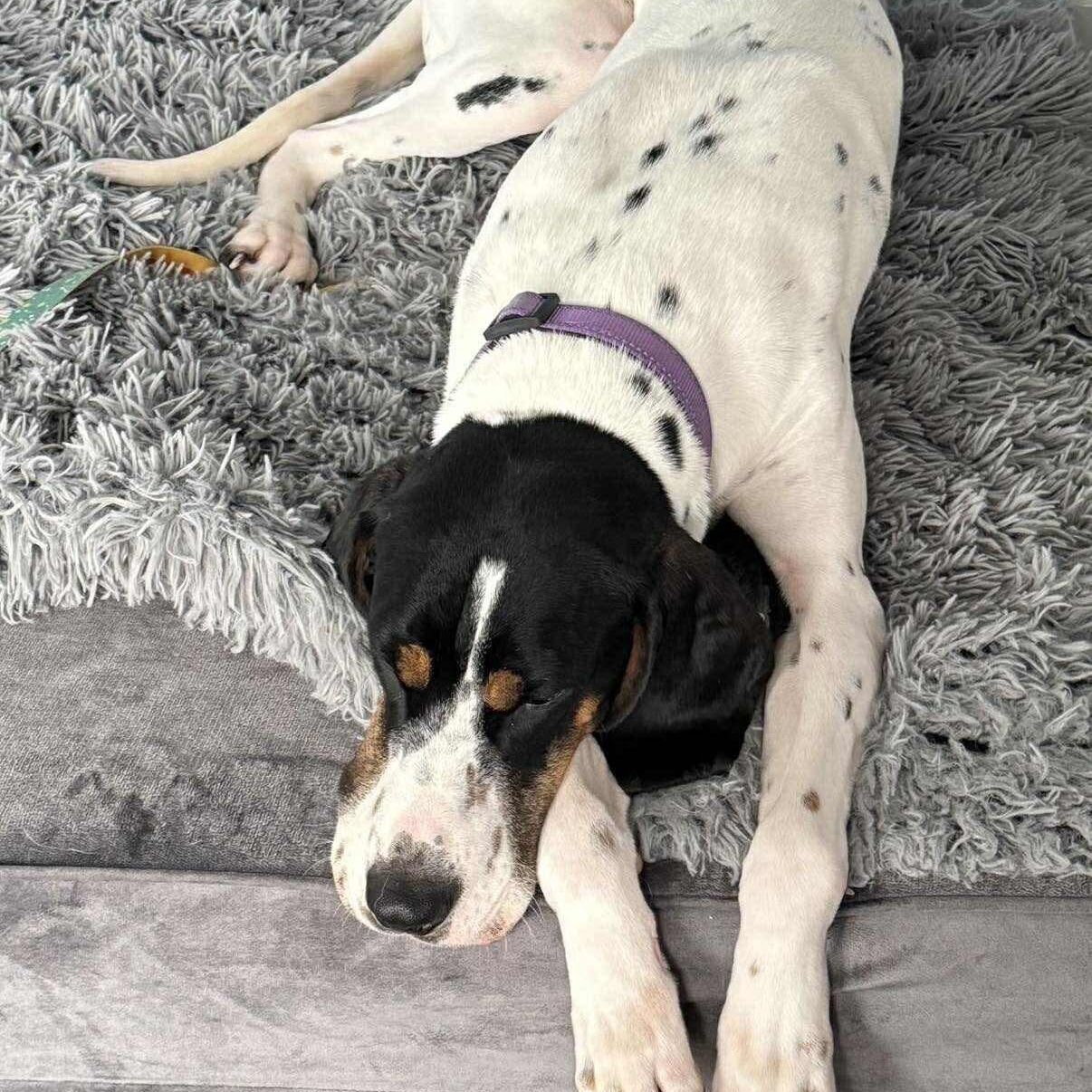 Baylee, a ADOPTABLE Coonhound in Syracuse, NY image 4/6