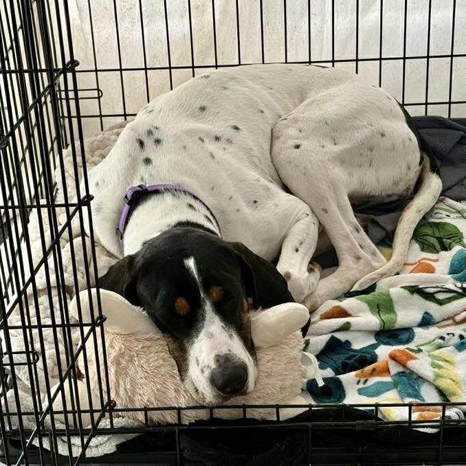 Baylee, a ADOPTABLE Coonhound in Syracuse, NY image 5/6