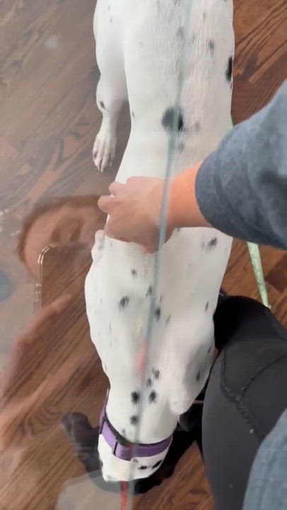 Enlarge Baylee, a ADOPTABLE Coonhound in Syracuse, NY video 6/6