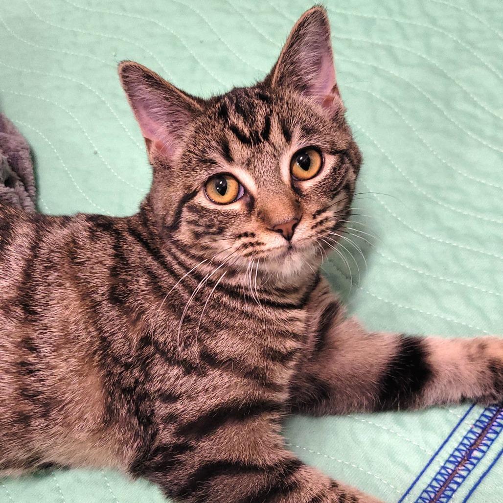 Enlarge Myra, a Adoptable Domestic Short Hair in Nashville, IN image 1/6