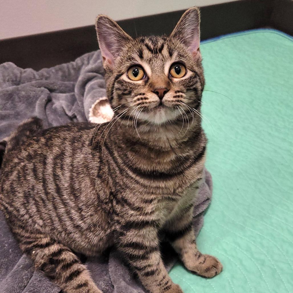 Enlarge Myra, a Adoptable Domestic Short Hair in Nashville, IN image 2/6