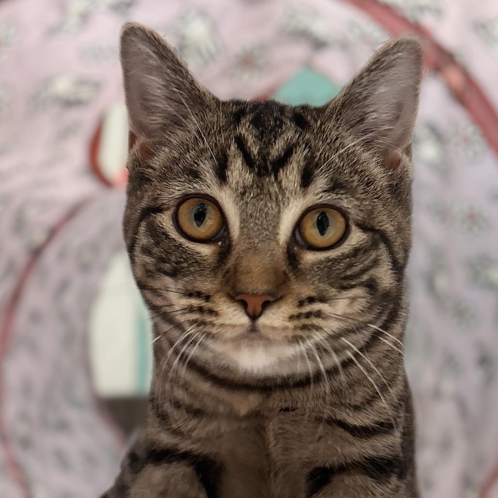 Enlarge Myra, a Adoptable Domestic Short Hair in Nashville, IN image 1/1