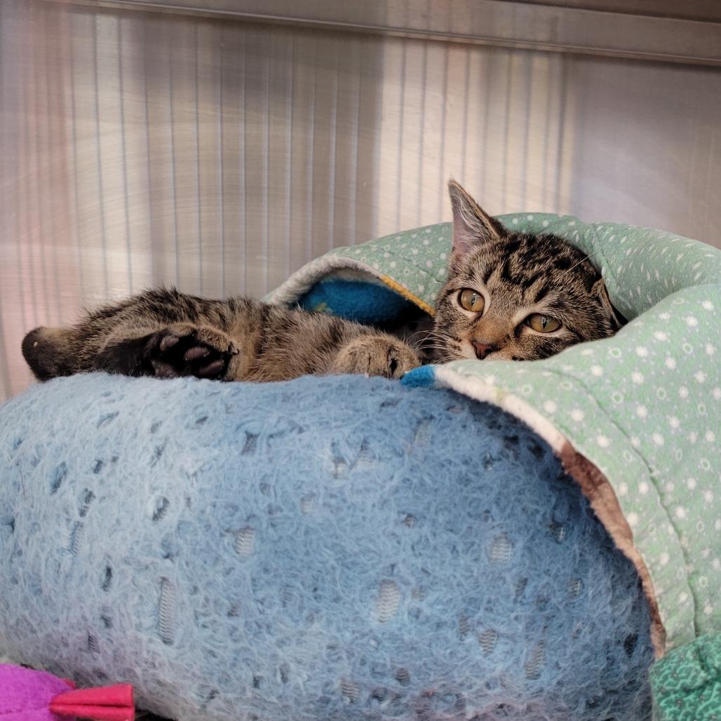 Myra, a Adoptable Domestic Short Hair image 1/5