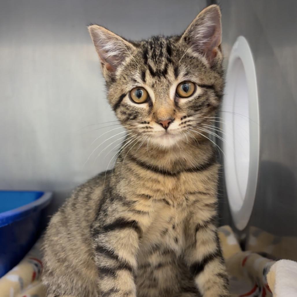 Myra, a Adoptable Domestic Short Hair image 2/5