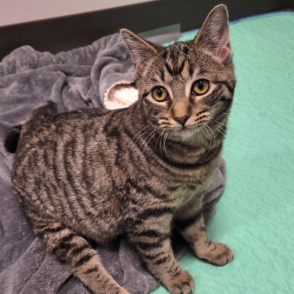 Myra, a Adoptable Domestic Short Hair image 4/5