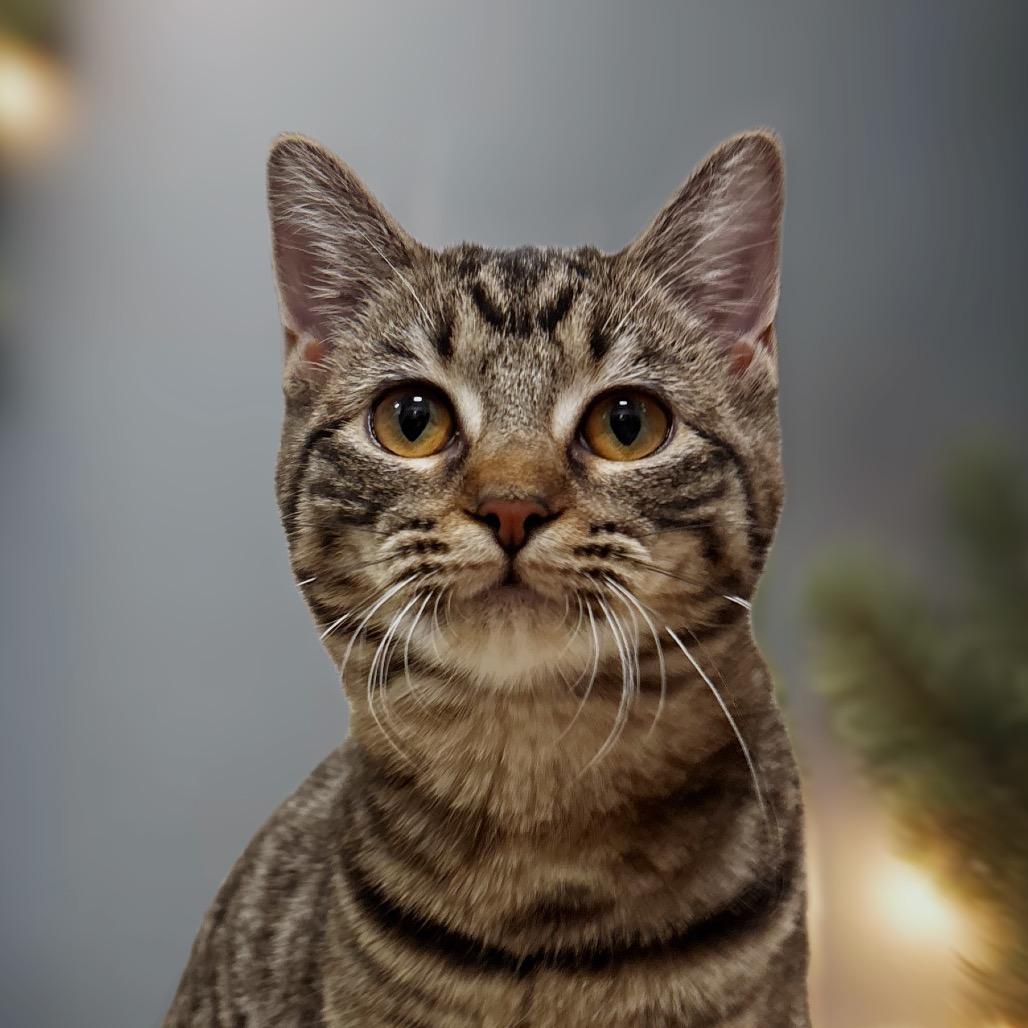 Enlarge Myra, a Adoptable Domestic Short Hair in Nashville, IN image 5/6