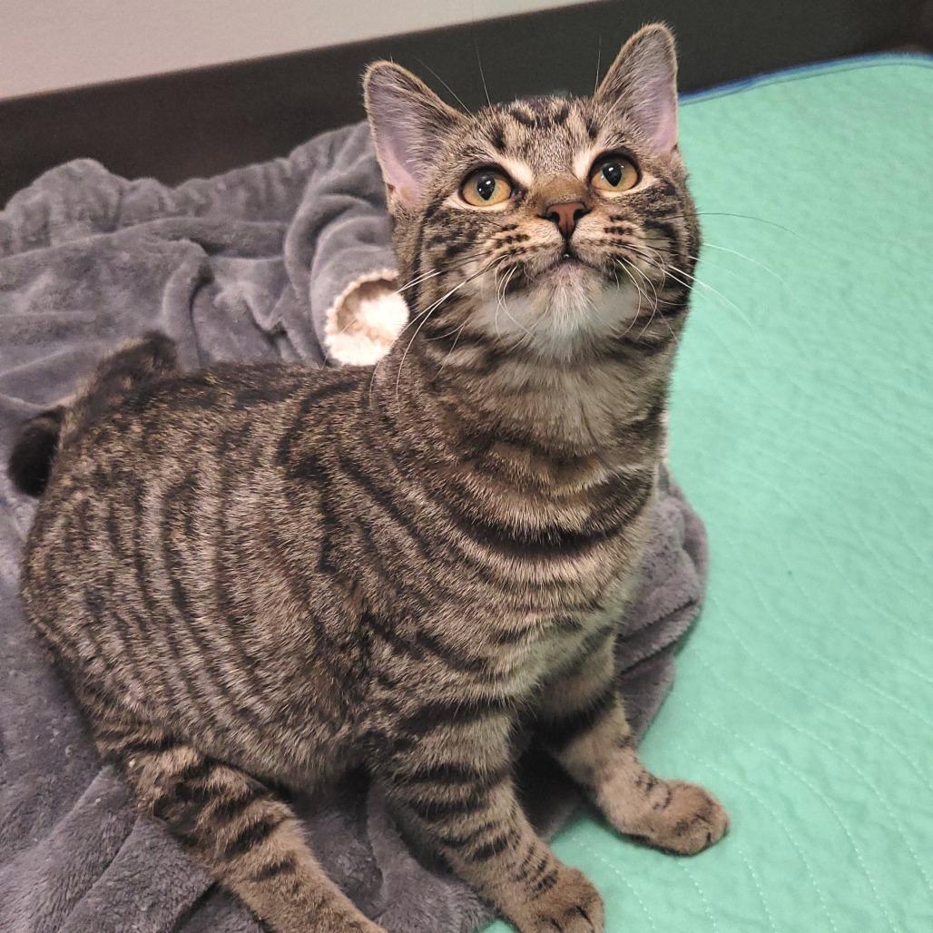 Myra, a Adoptable Domestic Short Hair image 5/5