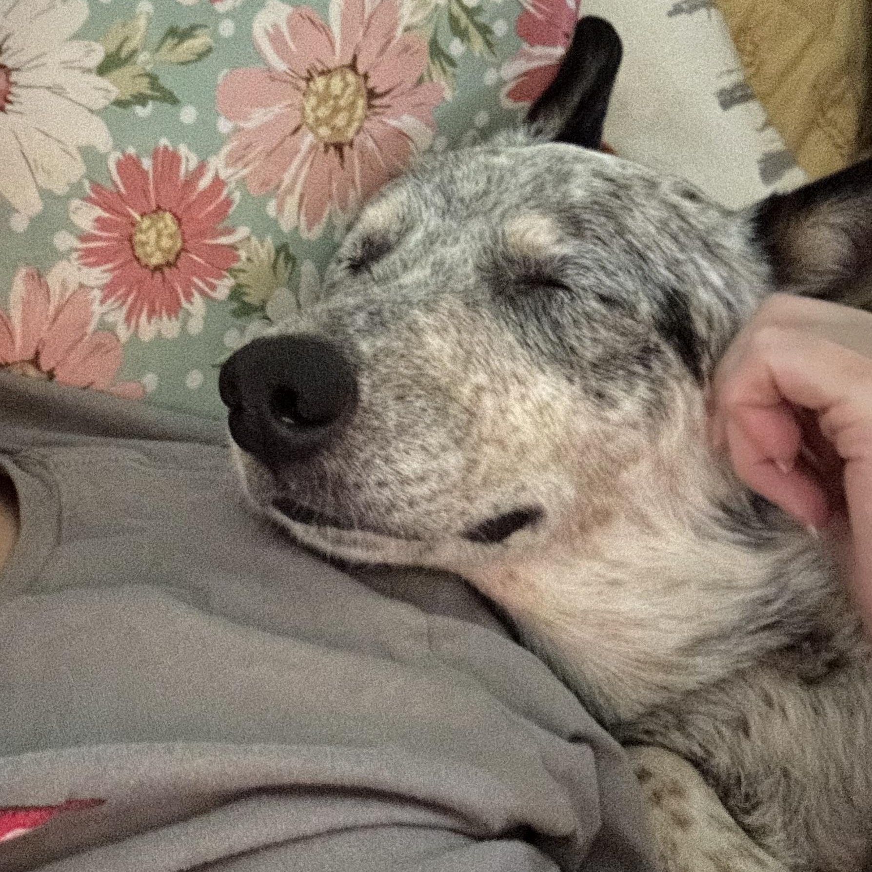 Enlarge Tanner, a Adoptable Australian Cattle Dog / Blue Heeler in Folkston, GA image 3/5