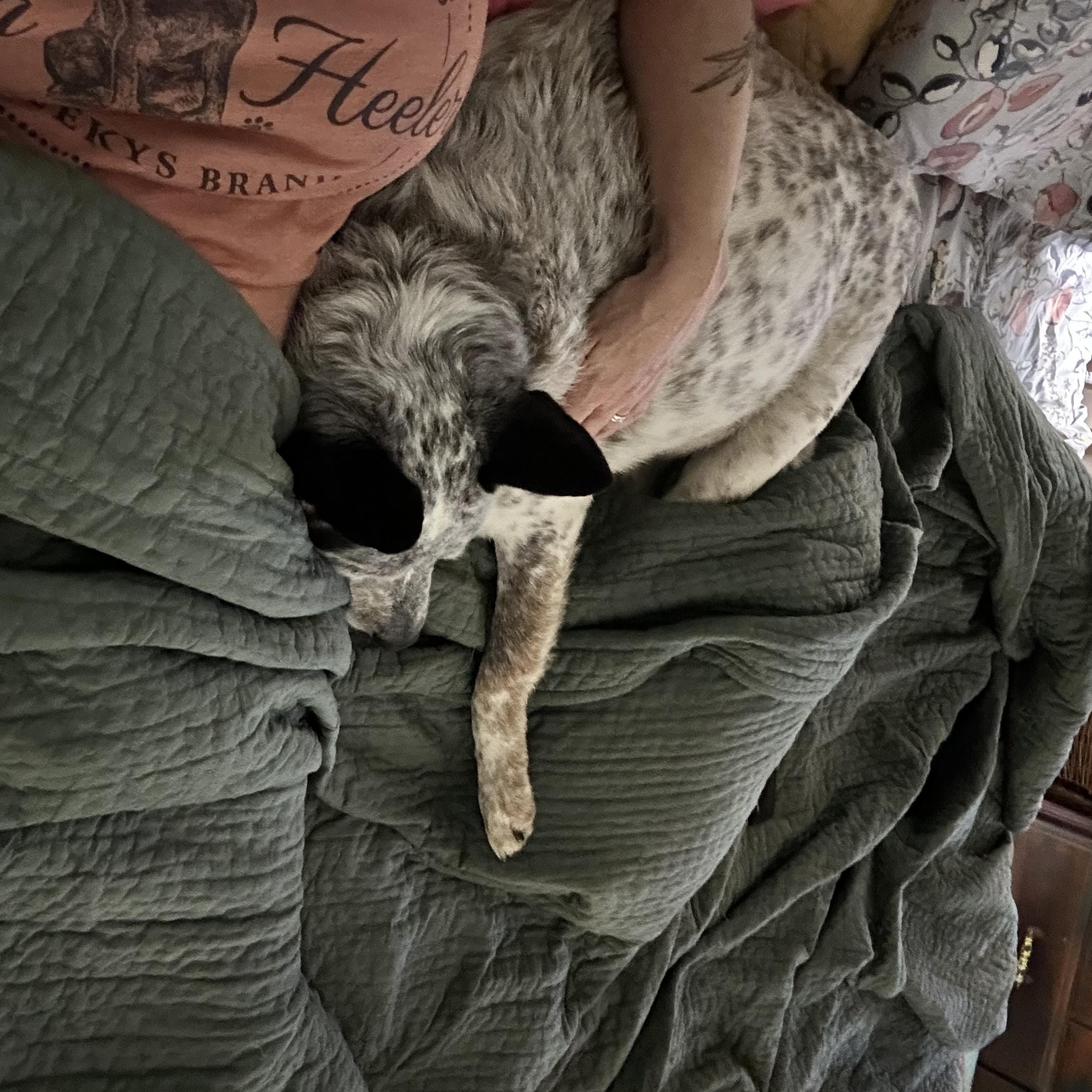 Enlarge Tanner, a Adoptable Australian Cattle Dog / Blue Heeler in Folkston, GA image 5/5