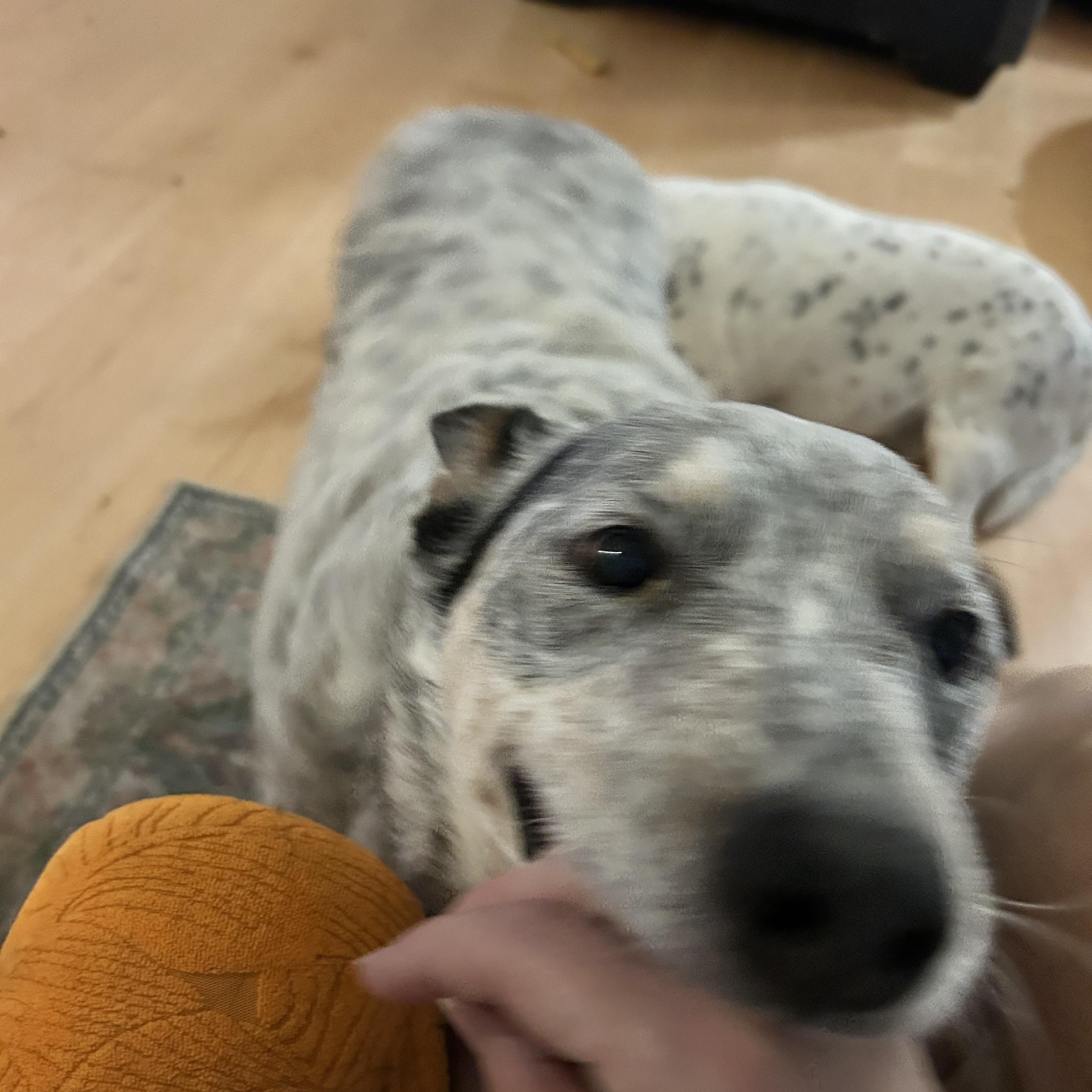 Enlarge Tanner, a Adoptable Australian Cattle Dog / Blue Heeler in Folkston, GA image 4/5