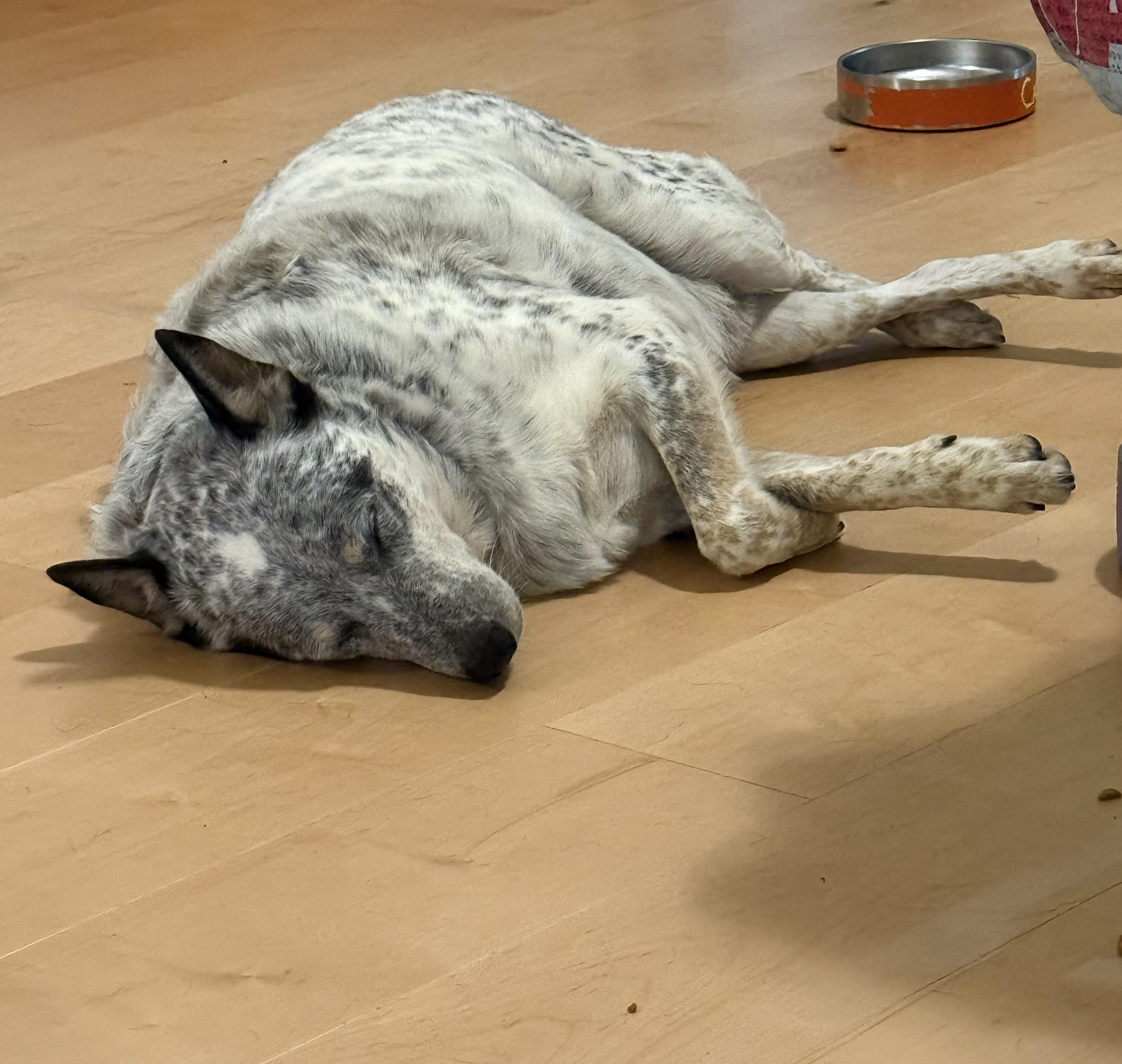 Enlarge Tanner, a Adoptable Australian Cattle Dog / Blue Heeler in Folkston, GA image 2/5