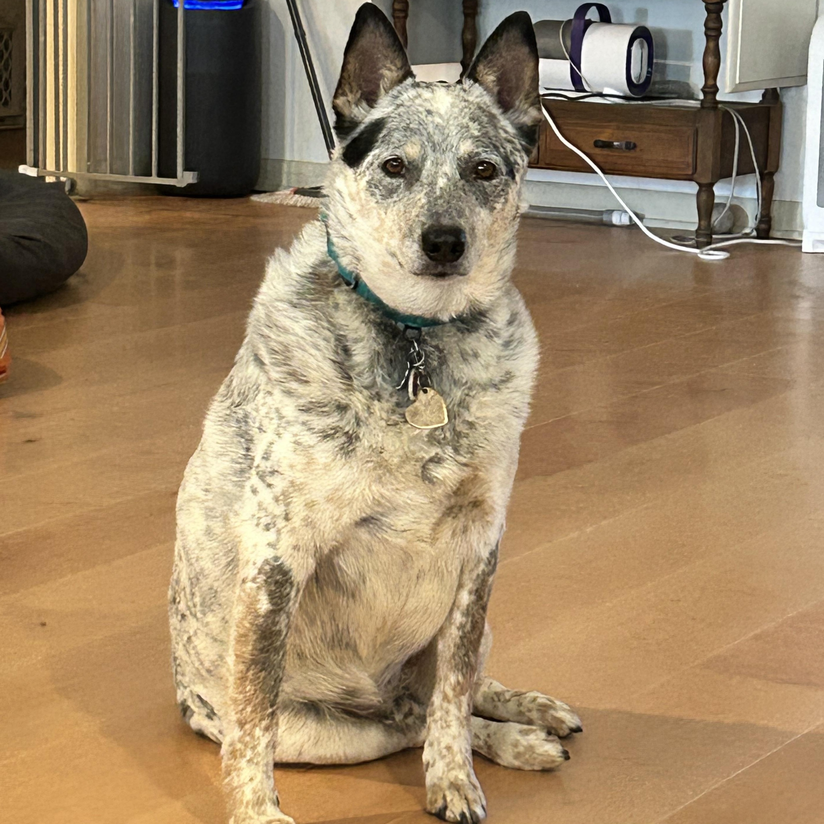 Tanner, Adoptable, Senior Male Australian Cattle Dog / Blue Heeler.