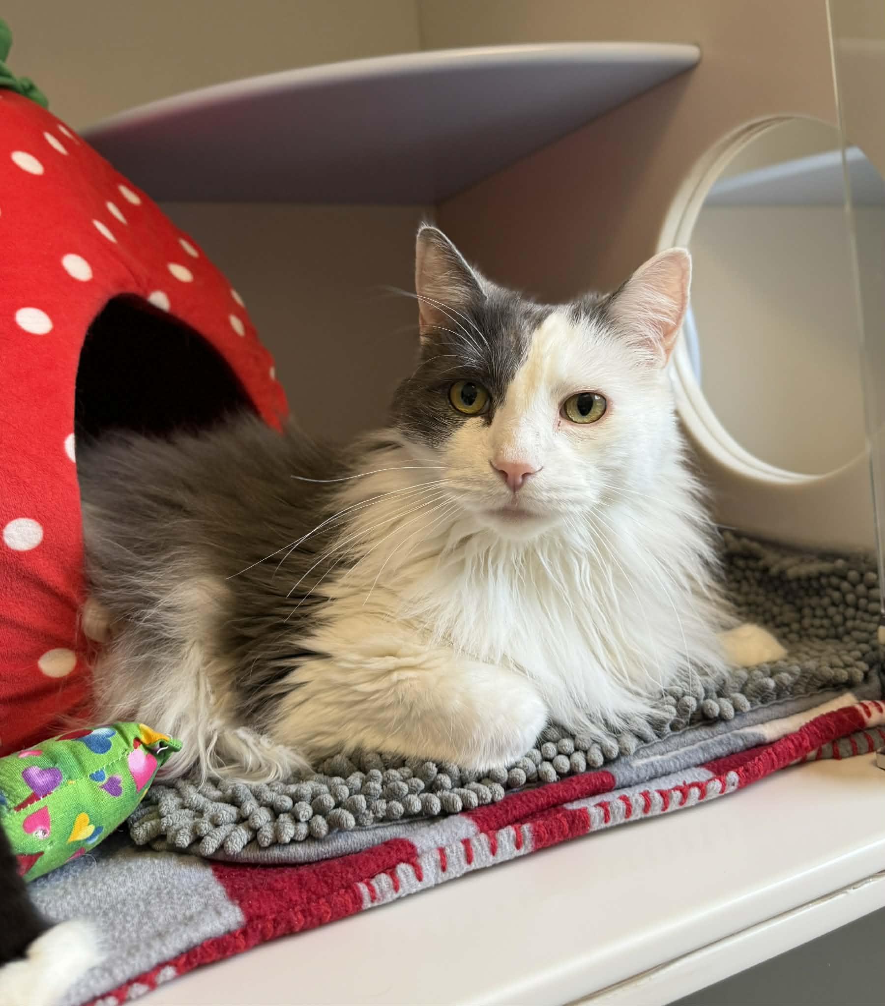 Tom, Adoptable, Senior Male Domestic Long Hair.