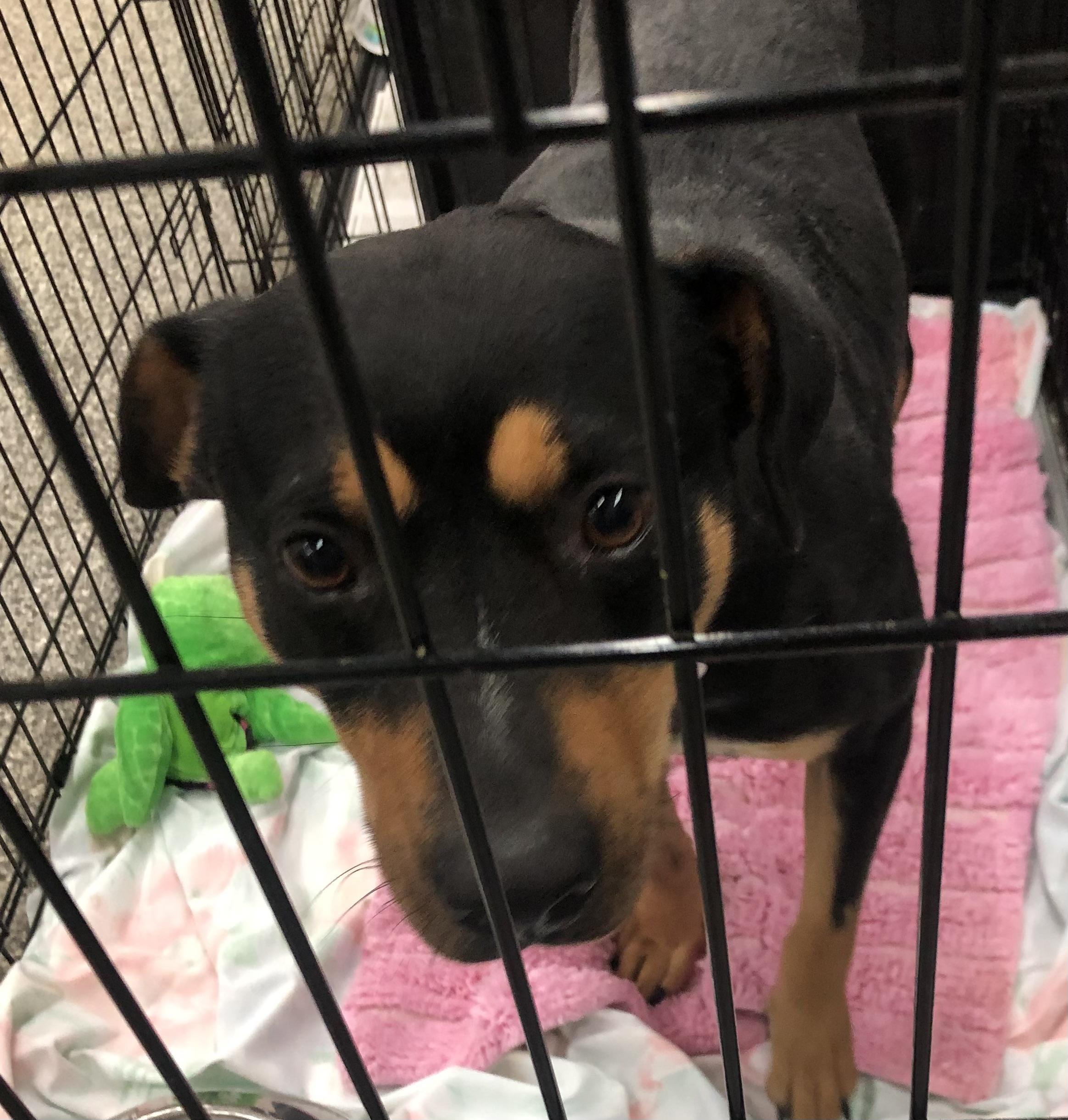 Loretta, Adoptable, Young Female Hound & Hound.