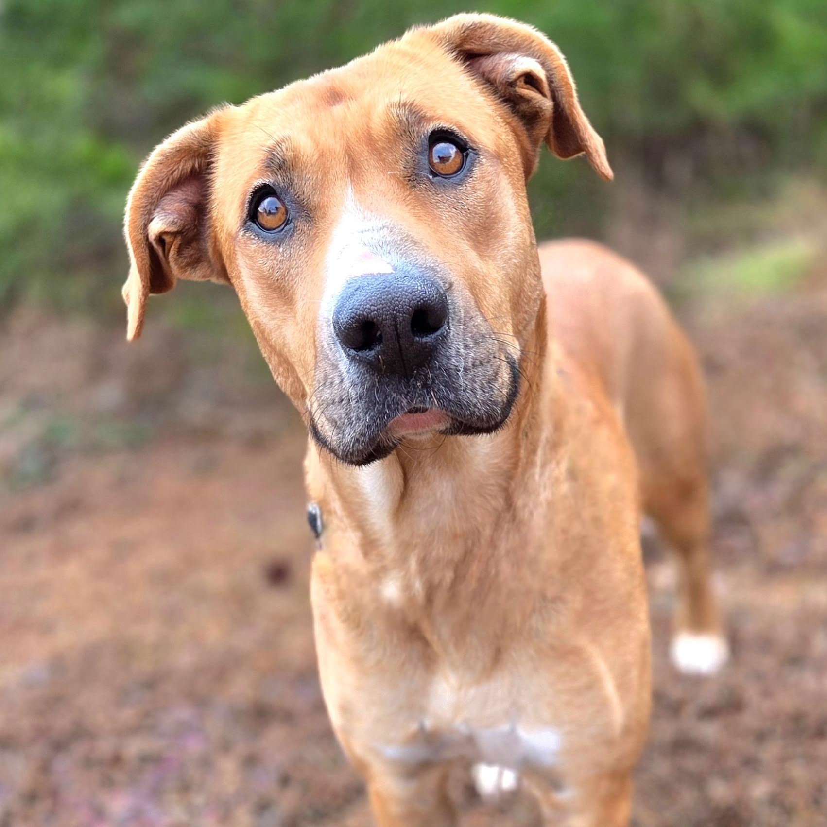 Enlarge Sadie, a ADOPTABLE mixed breed in Franklin, NC image 1/3