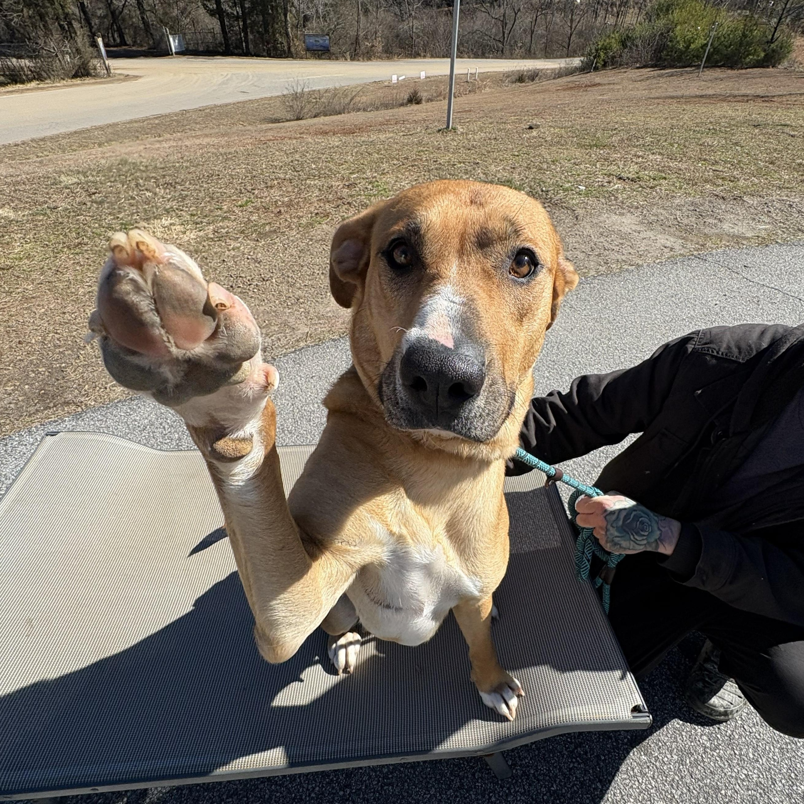 Sadie, a ADOPTABLE mixed breed in Franklin, NC image 1/6