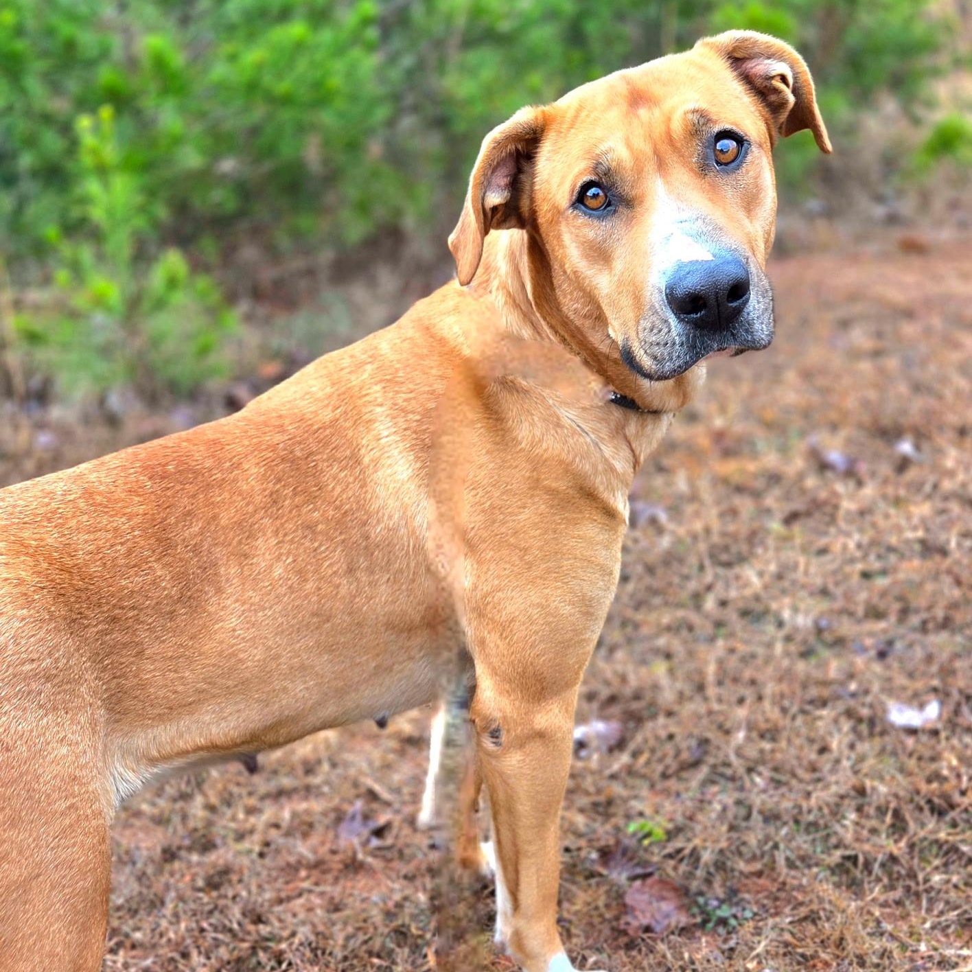 Enlarge Sadie, a ADOPTABLE mixed breed in Franklin, NC image 3/3