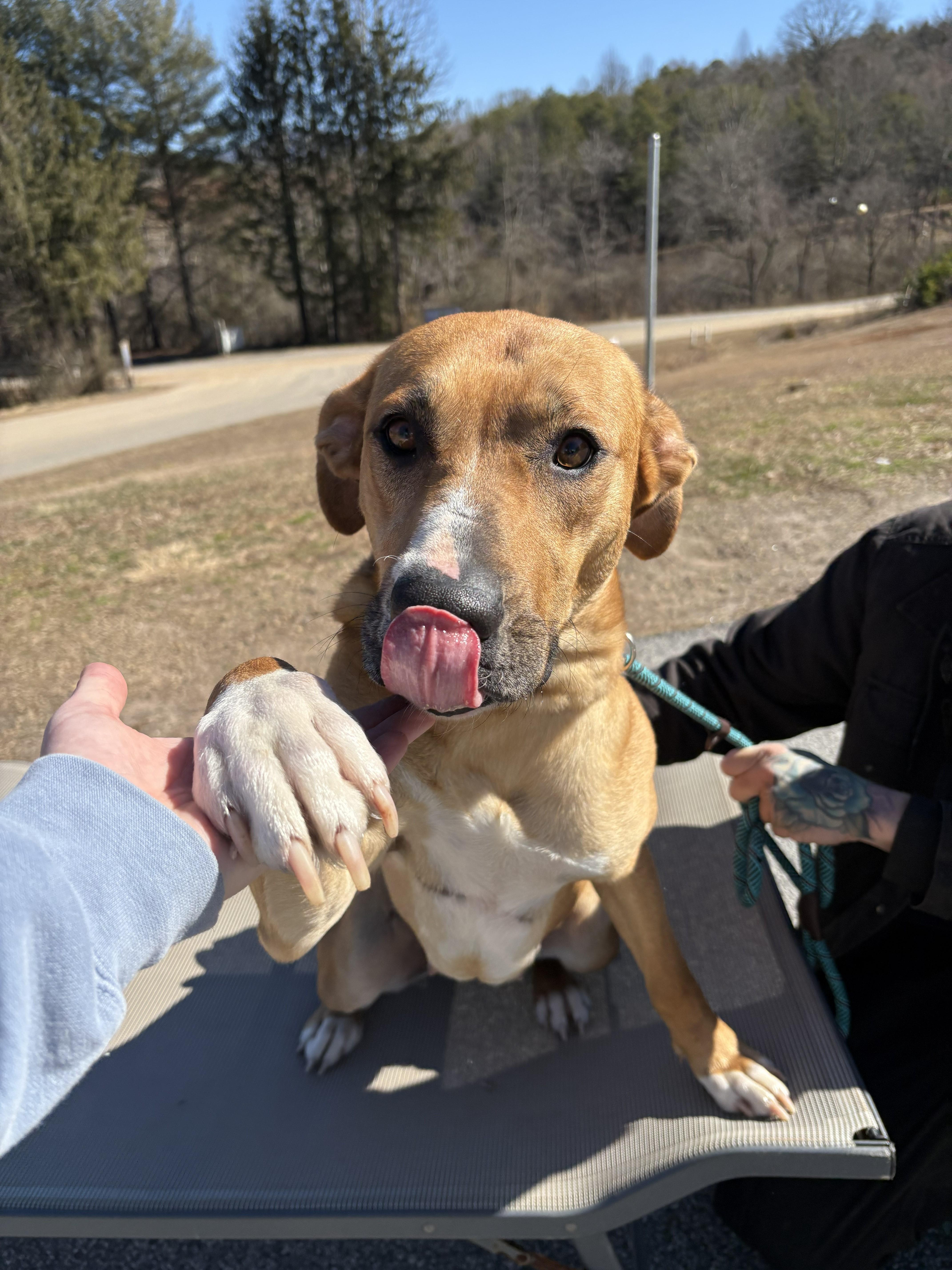 Sadie, a ADOPTABLE mixed breed in Franklin, NC image 3/6