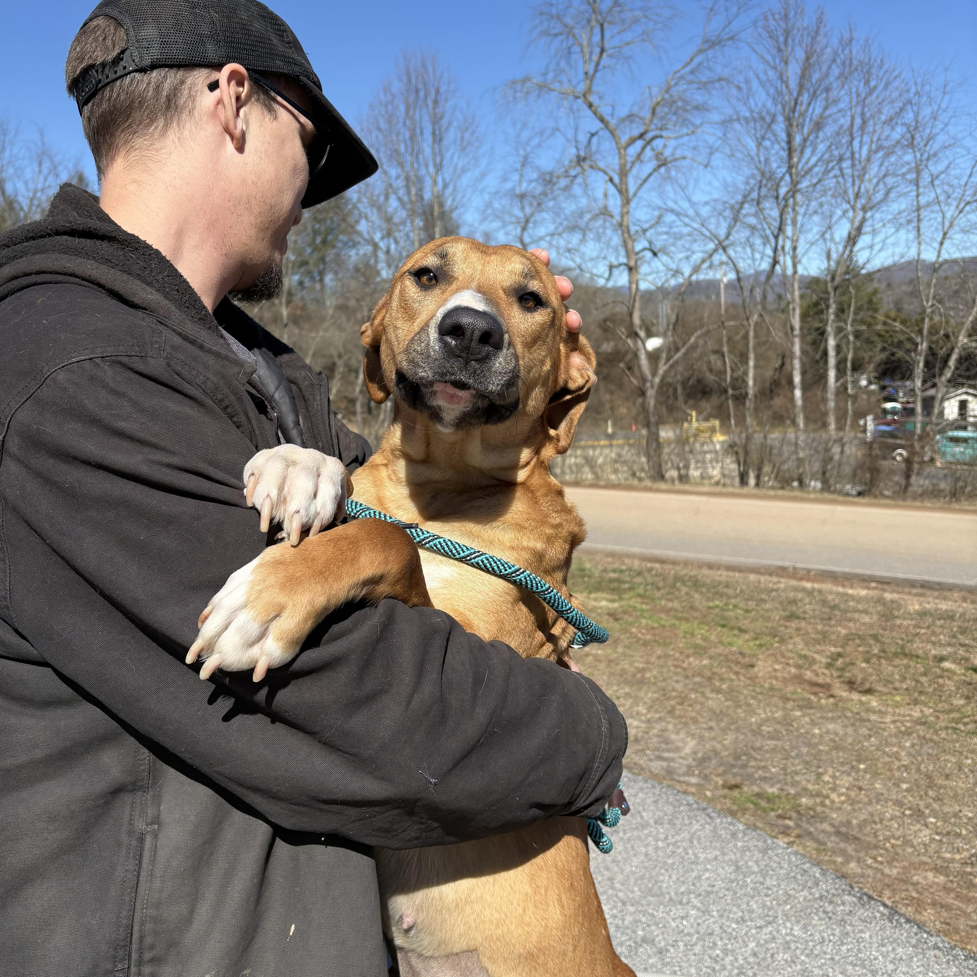 Sadie, a ADOPTABLE mixed breed in Franklin, NC image 2/6