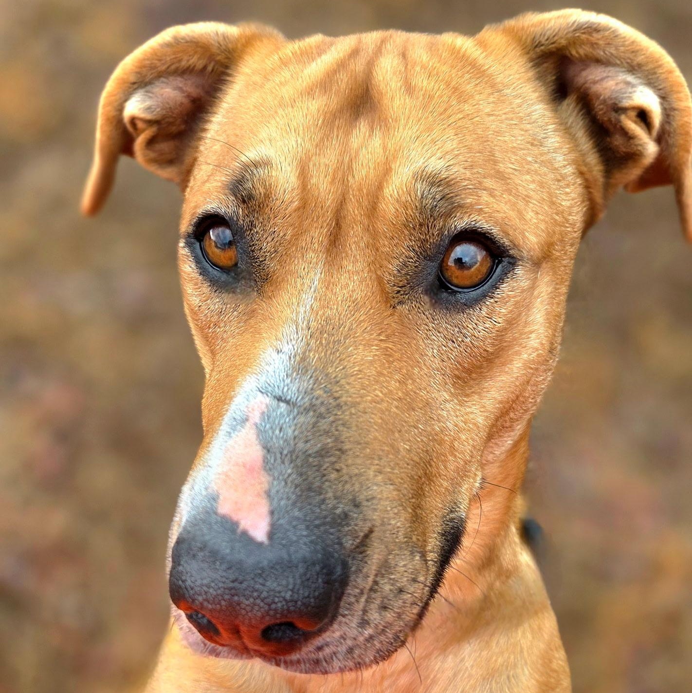 Enlarge Sadie, a ADOPTABLE mixed breed in Franklin, NC image 2/3