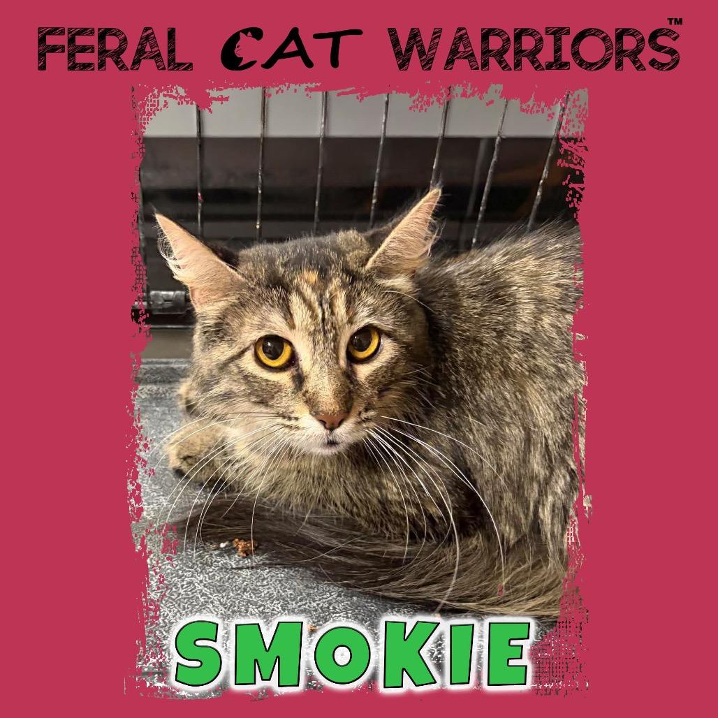 Smokie, Adoptable, Young Female Domestic Medium Hair.